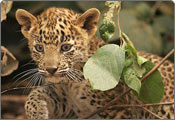 Leopard, Overa National Park