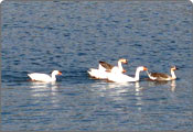 Mansar Lake