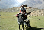 Yak Safari, Jammu and Kashmir