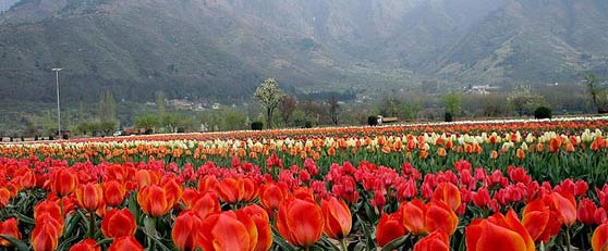 Shalimar Bagh