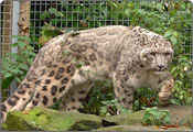 Snow Leopard, Hemis High Altitude Wildlife Sanctuary