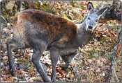 Wildlife of Jammu and Kashmir